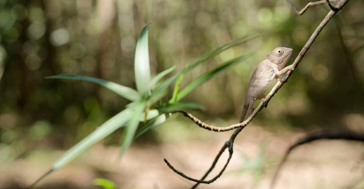 Most animals on this island nation are found nowhere else on Earth. And now they’re vanishing.