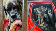 Florida Dog Who Was Dumped In A Lake Becomes A Symbol Of Hope After Stunning Transformation