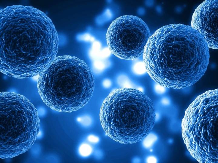 Nobel de Medicina 2025: el hallazgo que revoluciona la inmunología y abre nuevas vías terapéuticas