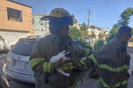 Bomberos rescatan a gato atrapado en árbol de la Partido Romero