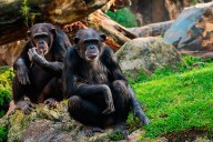 La historia del genoma compartido entre chimpancés y humanos