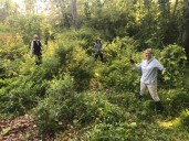 Invasive plants here to stay in CT. AI tool looks to stop new ones