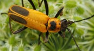 The goldenrod soldier beetle is much friendlier than British redcoats. Sometimes too friendly.