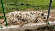 Lamantable. Hallan sin vida a tigre de Bengala que había desaparecido de zoológico en Xicotepec, Puebla