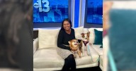Pet(s) of the week: Two bonded pups look for their fur