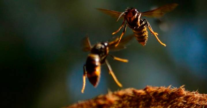 Tres muertes en dos semanas por picadura de avispas velutinas encienden la alarma en Galicia