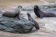 California man accused of decapitating sea lion says it’s all lies