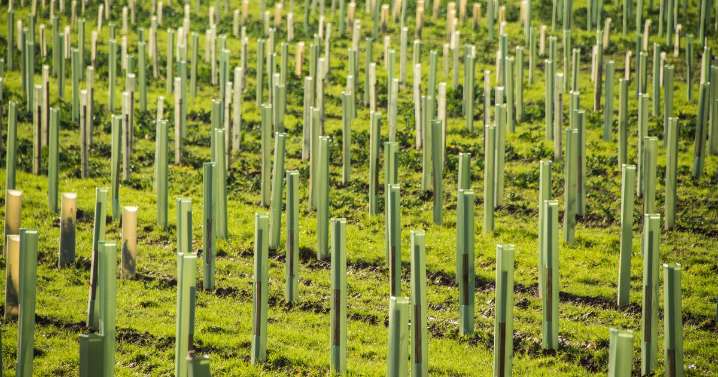 New 83 hectare woods you can explore to be planted in Devon