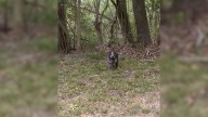 Texas Dog Abandoned In Woods Beside Cemetery Waits In Fear For Someone To Save Her