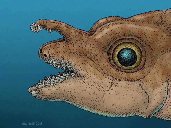 Encontraron en la naturaleza un pez con dientes en la cabeza: el hallazgo que sorprende a la ciencia