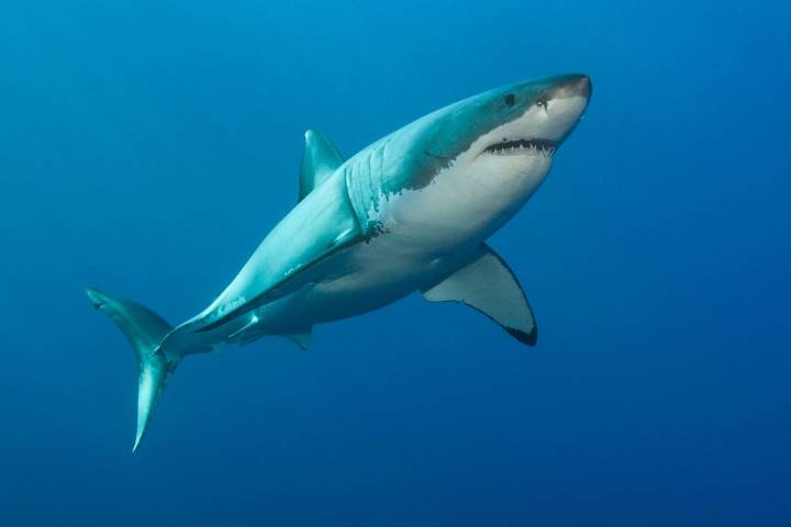 Boy, 14, Fighting for His Life After Being Bitten by Shark