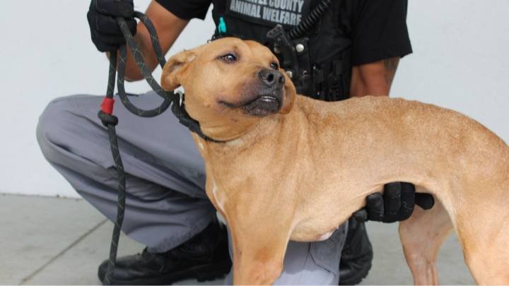 Dogs rescued from horrible living conditions on the mend