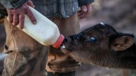 Register now for SDSU Extension Calf Value Discovery program