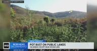 Illegal marijuana grow eradicated on public lands in Calaveras County