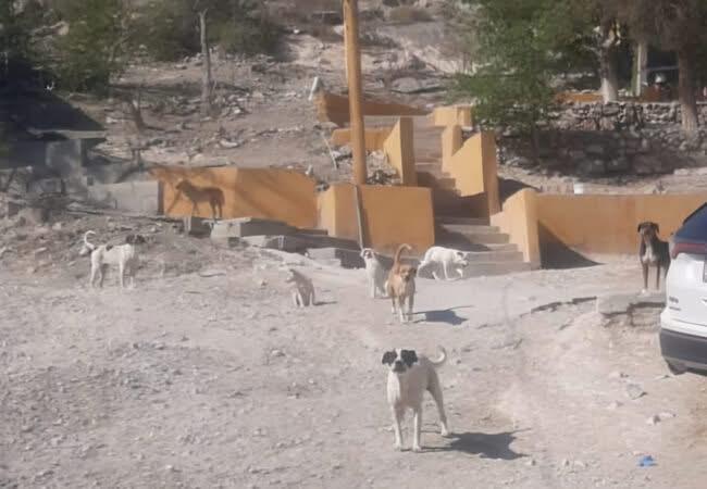 El dolor de una colonia que clama justicia