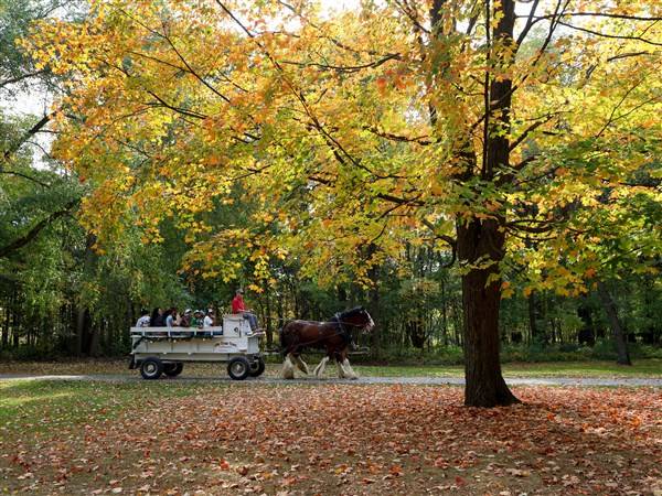 Photo Gallery: Pumpkin Palooza at Ottawa Park