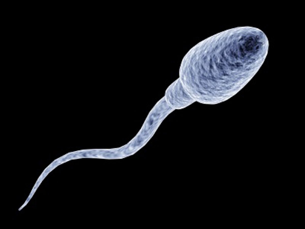 Investigadores salmantinos enriquecen los espermatozoides