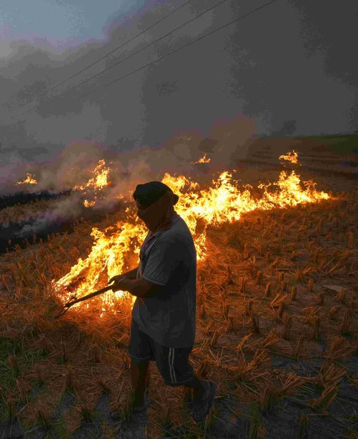 Punjab saw 415 farm fires from Sep 15-Oct 21, down from 1,510 during same period last year