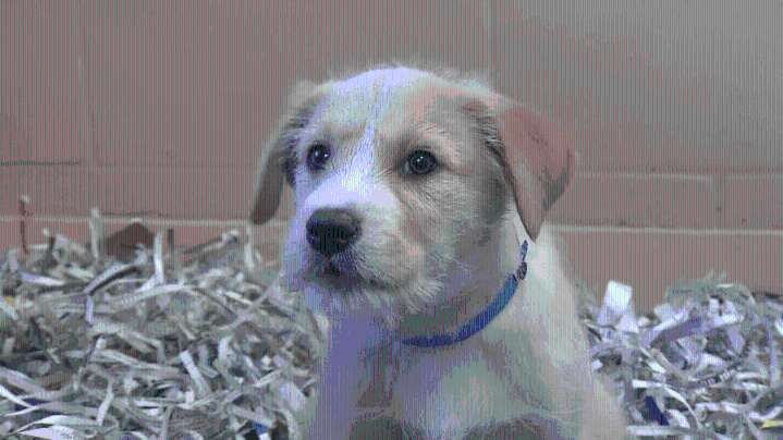 Las Vegas animal sale ban heads for city hall, advocates take fight to television