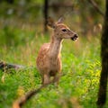 When does deer season start in Tennessee? What hunters should know