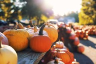 What’s Happening | Pumpkin patch, farmer’s market, food festival and more