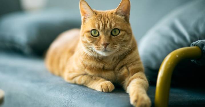 Perth: City of Melville introduces cat law with owners facing household limit and $300 fine