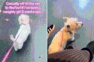 Owner Takes Dog To Vet, Realizes She Has Been ‘A Naughty Girl’ %%page%% %%sep%% %%sitename%% Owner takes dog to vet, realizes she has been “a naughty girl”