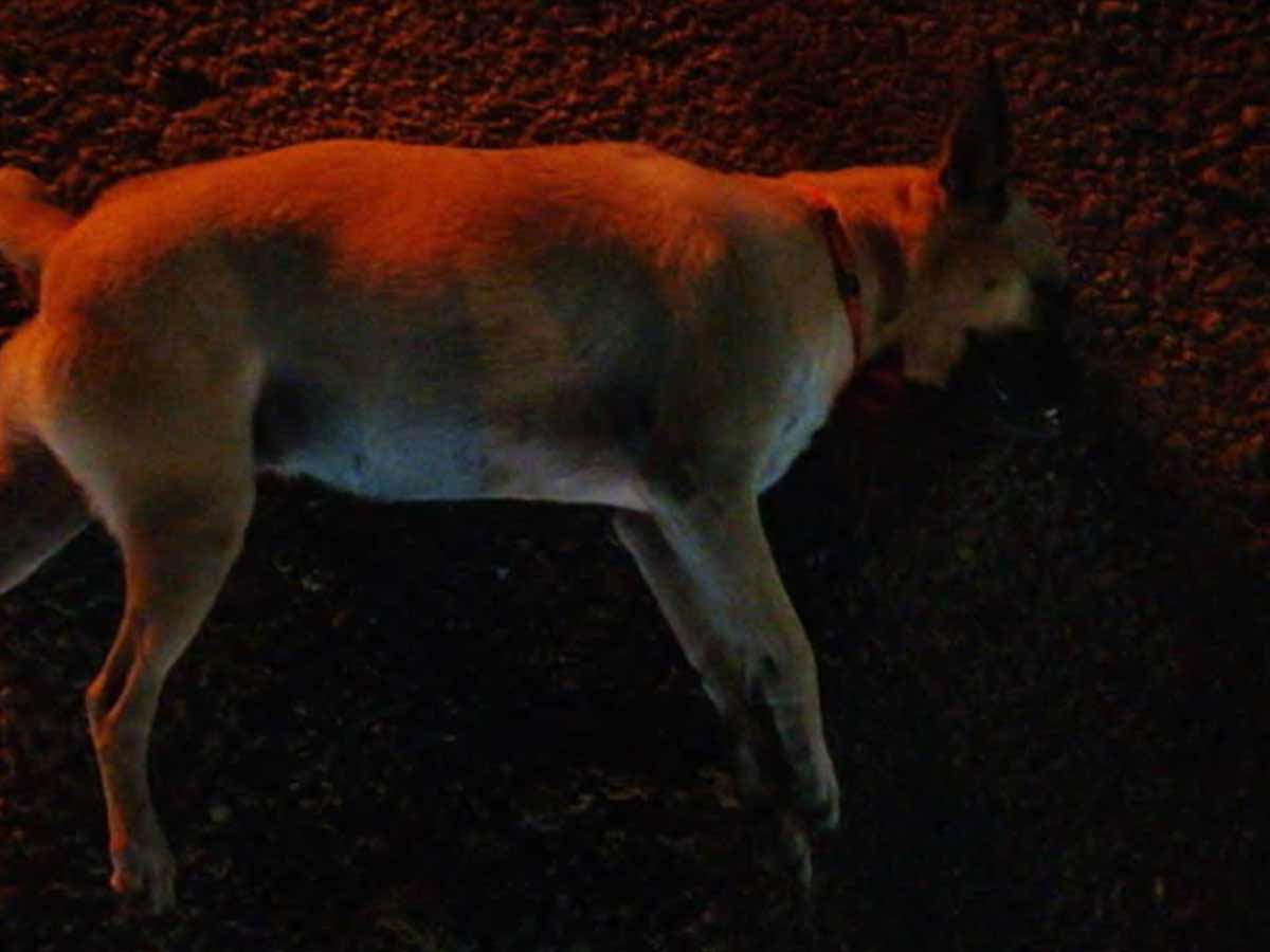 Reportan envenenamiento masivo de perros en la Central de Abastos en Mérida