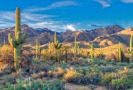 A fight against a deadly fungus in Arizona is under threat from the Trump admin