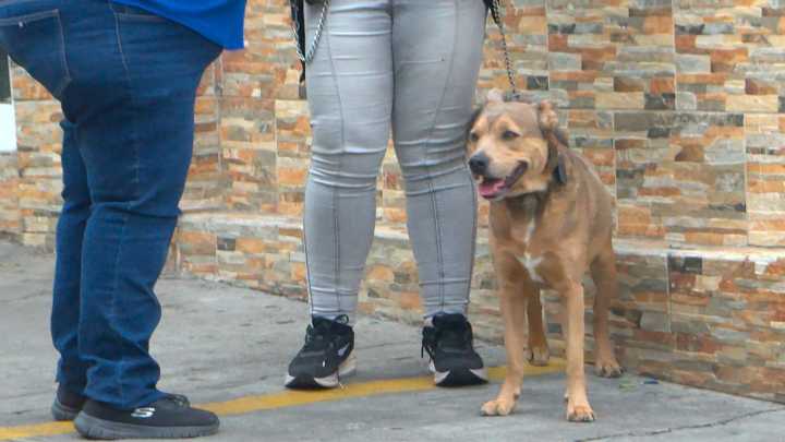 Encuentran a Hombre Sin Vida en Guadalajara; su Perrito se Quedó a su Lado hasta el Final