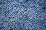 Anti-Nutrients Explained: Oxalates, Lectins, And “Toxic” Vegetables