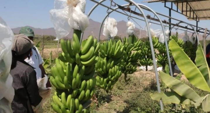Banano orgánico vs. Fusarium: ¿cómo se prepara Perú para ingresar a Argentina?