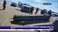 Necropsy ordered after dolphin turns up dead...