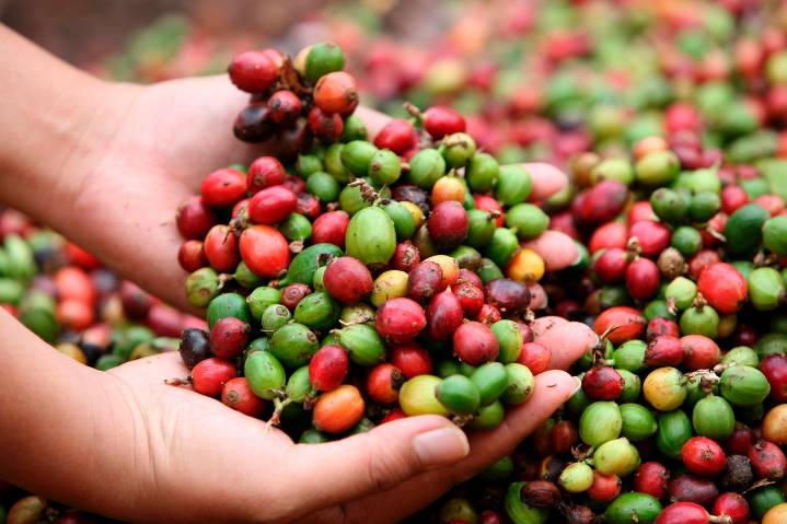Encuentro Internacional de Cafés reúne a productores de 136 municipios