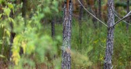 Timber merger brings HQ to Atlanta, creates Georgia’s largest private landowner