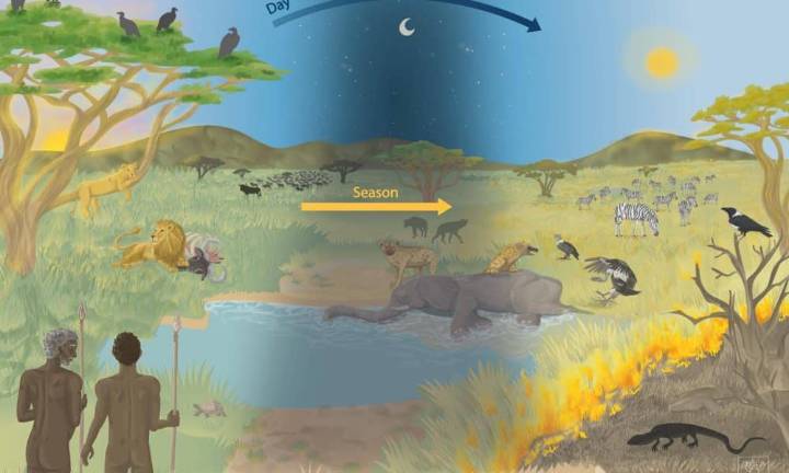“Comer carroña nos hizo humanos”, según una investigación multidisciplinar