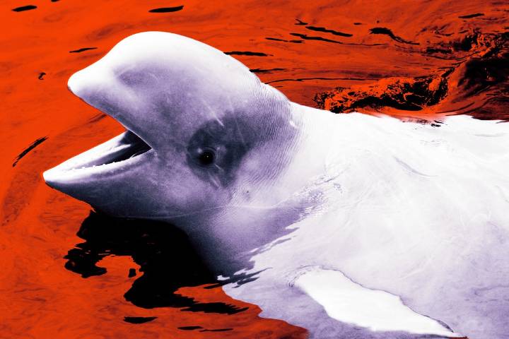 Canada Considering Doing Something Unforgivable to its Beluga Whales
