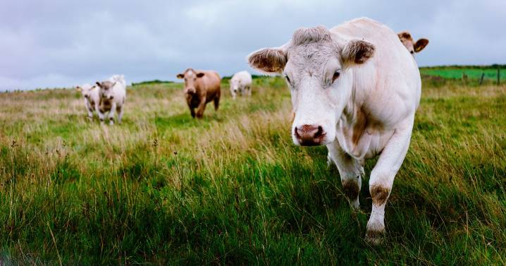 Horror as retired nurse trampled to death by herd of cows during dog walk