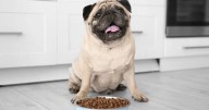 Is Your Pug a Picky Eater? Try This Simple Hack.