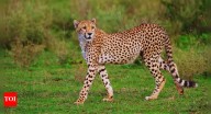 Where is India’s first Cheetah safari located and why it is a must visit