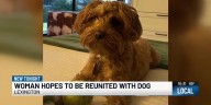 Woman in agony after dog losing her pet at groomers