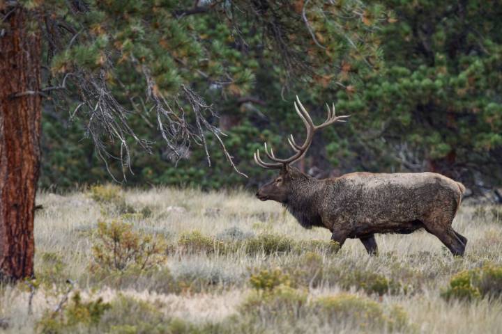Reward offered in poaching of elk in Las Animas