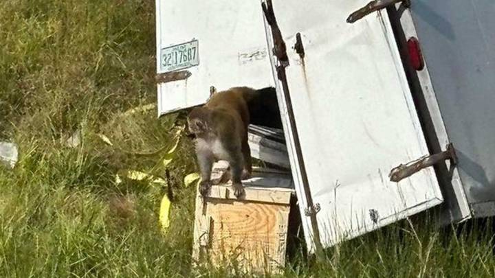 Pánico en Estados Unidos por el escape de monos presuntamente infectados con COVID