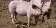 El equipo que clonó a la oveja Dolly logró ahora cerdos resistentes a una enfermedad devastadora