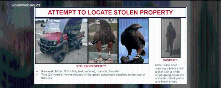 Police Hunt Suspect After Hawks Stolen in SoFi Stadium Theft