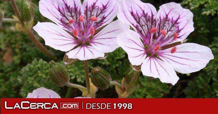 El IRIAF presenta sus avances en gestión de biodiversidad botánica de la provincia Cuenca y en el potencial agronómico de nuevas especies de aromáticas