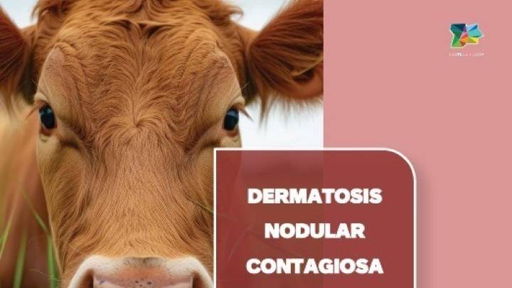 La Junta inicia una campaña informativa para reforzar la vigilancia y prevención de la Dermatosis Nodular