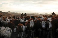 Trump’s Argentina beef plan risks rancher ire, little relief
