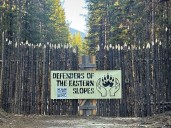 Activists blockade road to halt logging in south Kananaskis