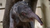 Columbus Zoo welcomes 2nd Asian elephant calf this year